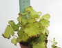 Бегония (Begonia)