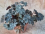 Бегония охлюв (Begonia)
