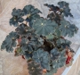 Бегония охлюв (Begonia)