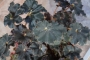 Бегония охлюв (Begonia)