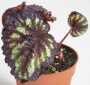 Бегония охлюв (Begonia escargot)