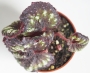 Бегония охлюв (Begonia escargot)