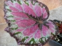 Бегония рекс (Begonia Rex)