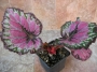 Бегония рекс (Begonia Rex)