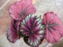 Бегония рекс (Begonia Rex)