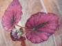 Бегония рекс (Begonia Rex)