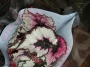 Бегония рекс (Begonia Rex)