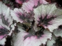 Бегония рекс (Begonia Rex)