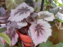 Бегония рекс (Begonia Rex)