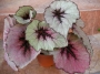 Бегония рекс (Begonia Rex)