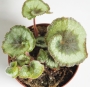 Бегония рекс (Begonia rex)