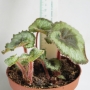 Бегония рекс (Begonia rex)