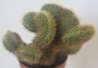 Борзикактус кристата (Borzicactus cristata)