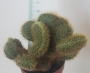 Борзикактус кристата (Borzicactus cristata)