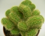 Борзикактус кристата, Мамилария елонгата кристата (Borzicactus cristata, Mammillaria elongata cristata)
