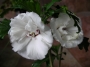 Бял хибискус, кичест, градински (Hibiscus jeanne darc)