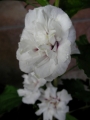 Бял хибискус, кичест, градински (Hibiscus jeanne darc)