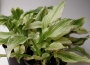 Бяла хоста (hosta white feather)