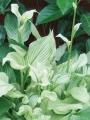 Бяла хоста (hosta white feather)