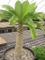 Бригхамиа Хавайска палма (Brighamia insignis Hawaiian palm)