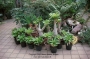 Бригхамиа Хавайска палма (Brighamia insignis Hawaiian palm)