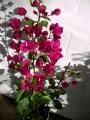 Бугенвилия  голяма (Bougainvillea)