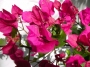 Бугенвилия  голяма (Bougainvillea)