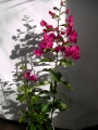 Бугенвилия  голяма (Bougainvillea)