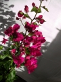 Бугенвилия  голяма (Bougainvillea)
