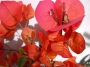 Бугенвилия  голяма (Bougainvillea)