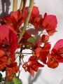 Бугенвилия  голяма (Bougainvillea)