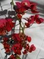 Бугенвилия  голяма (Bougainvillea)