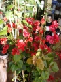 Бугенвилия  голяма (Bougainvillea)