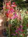 Бугенвилия  голяма (Bougainvillea)