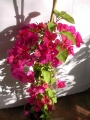 Бугенвилия  голяма (Bougainvillea)