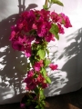 Бугенвилия  голяма (Bougainvillea)