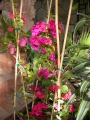 Бугенвилия  голяма (Bougainvillea)