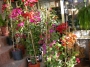 Бугенвилия  голяма (Bougainvillea)