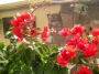 Бугенвилия червена голяма (Bougainvillea)