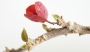 Бугенвилия червена голяма (Bougainvillea)