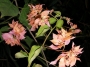 Бугенвилия, кремаво, оранжево, кичеста (Bougainvillea)