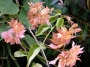 Бугенвилия, кремаво, оранжево, кичеста (Bougainvillea)