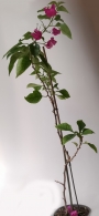 Бугенвилия лилава (Bougainvillea)