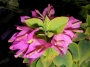 Бугенвилия Мини Тай (Bougainvillea Mini Thai)