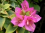 Бугенвилия Мини Тай (Bougainvillea Mini Thai)
