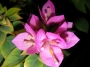 Бугенвилия Мини Тай (Bougainvillea Mini Thai)