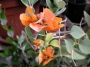 Бугенвилия оранжева (Bougainvillea)