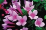 Бувардия (Bouvardia)