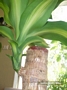 Драцена масангиана (Dracaena massangeana)
