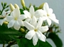 Летен жасмин градински (Jasminum)